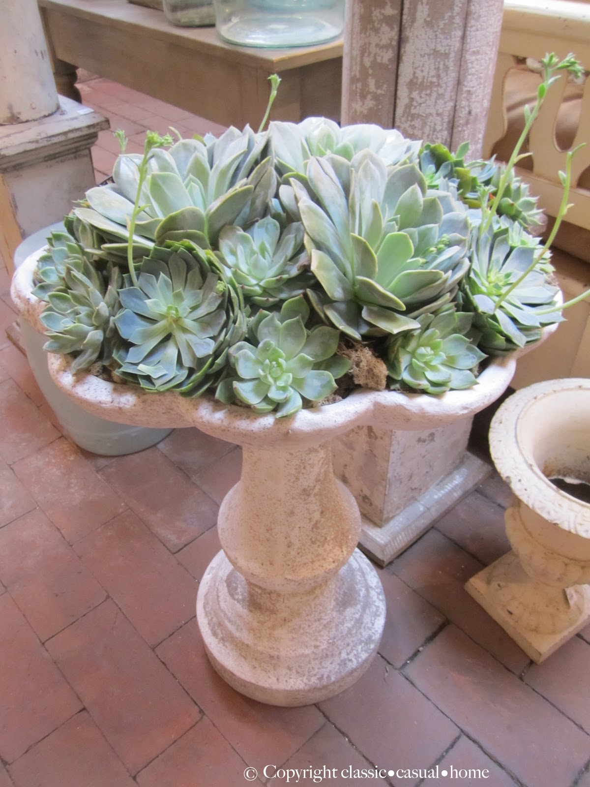 Six Easy Care Indoor Plant Ideas - Classic Casual Home