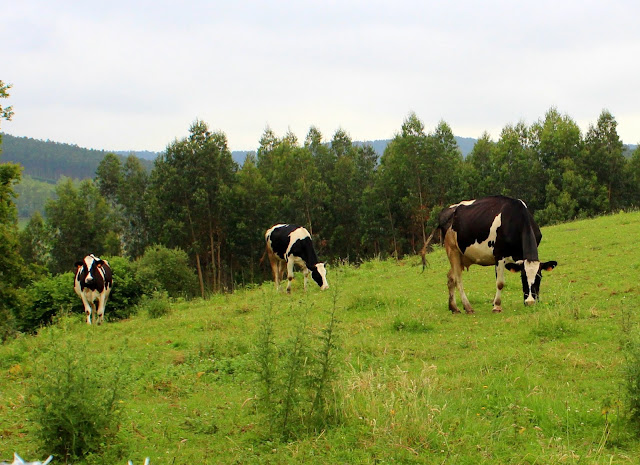 vacas frisonas en Ribamontán al Mar. Cantabria