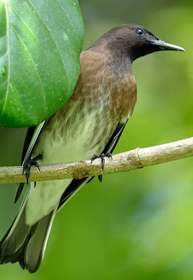 Madagascar Starling