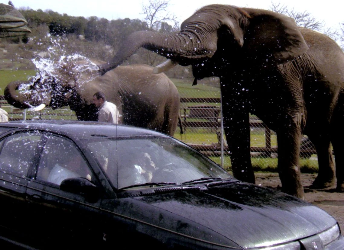 Vibrant Elephant Car Wash Abstract for Mobile