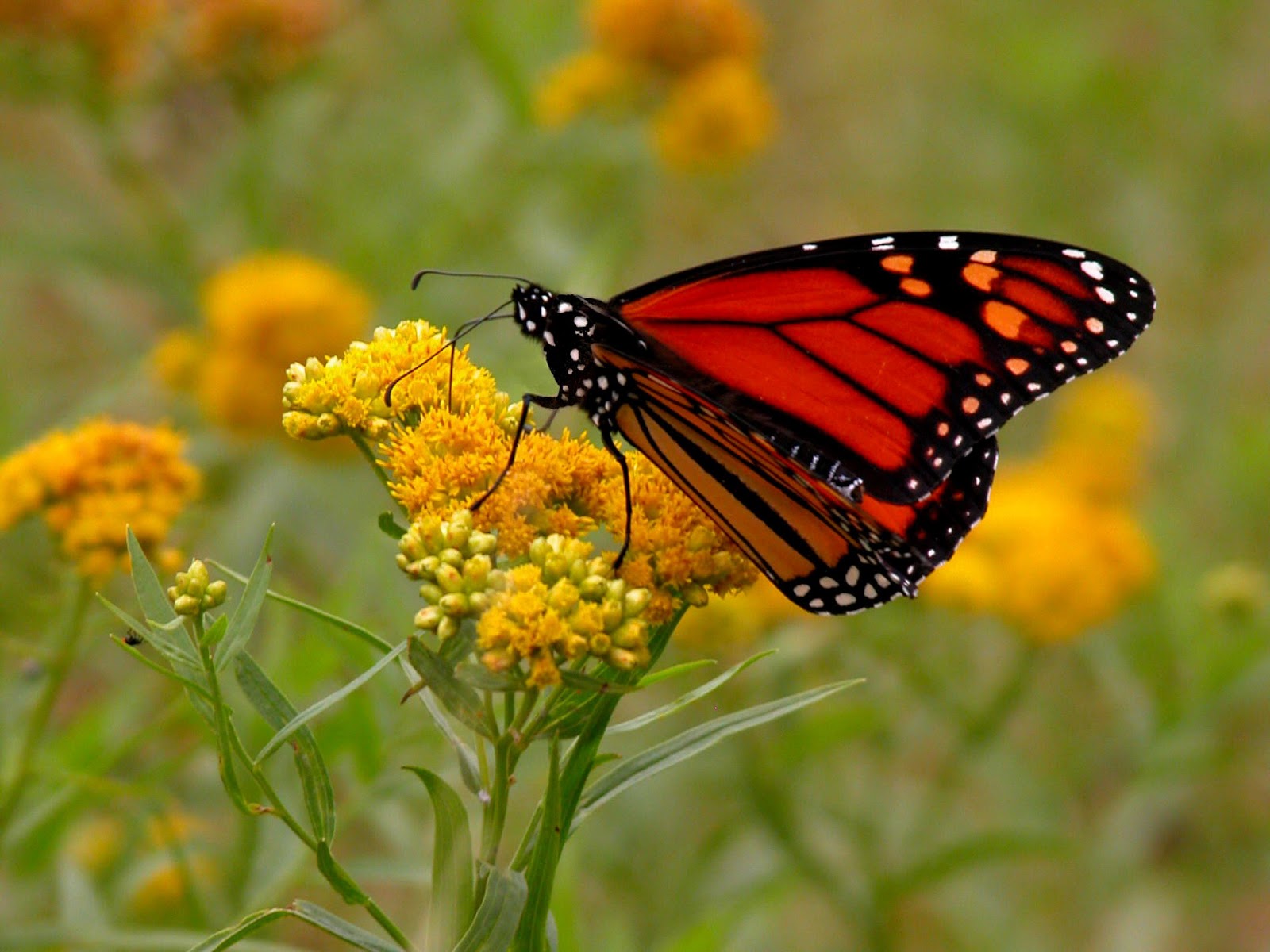 The Number of Western Monarch Butterflies Is Decreasing. Starting