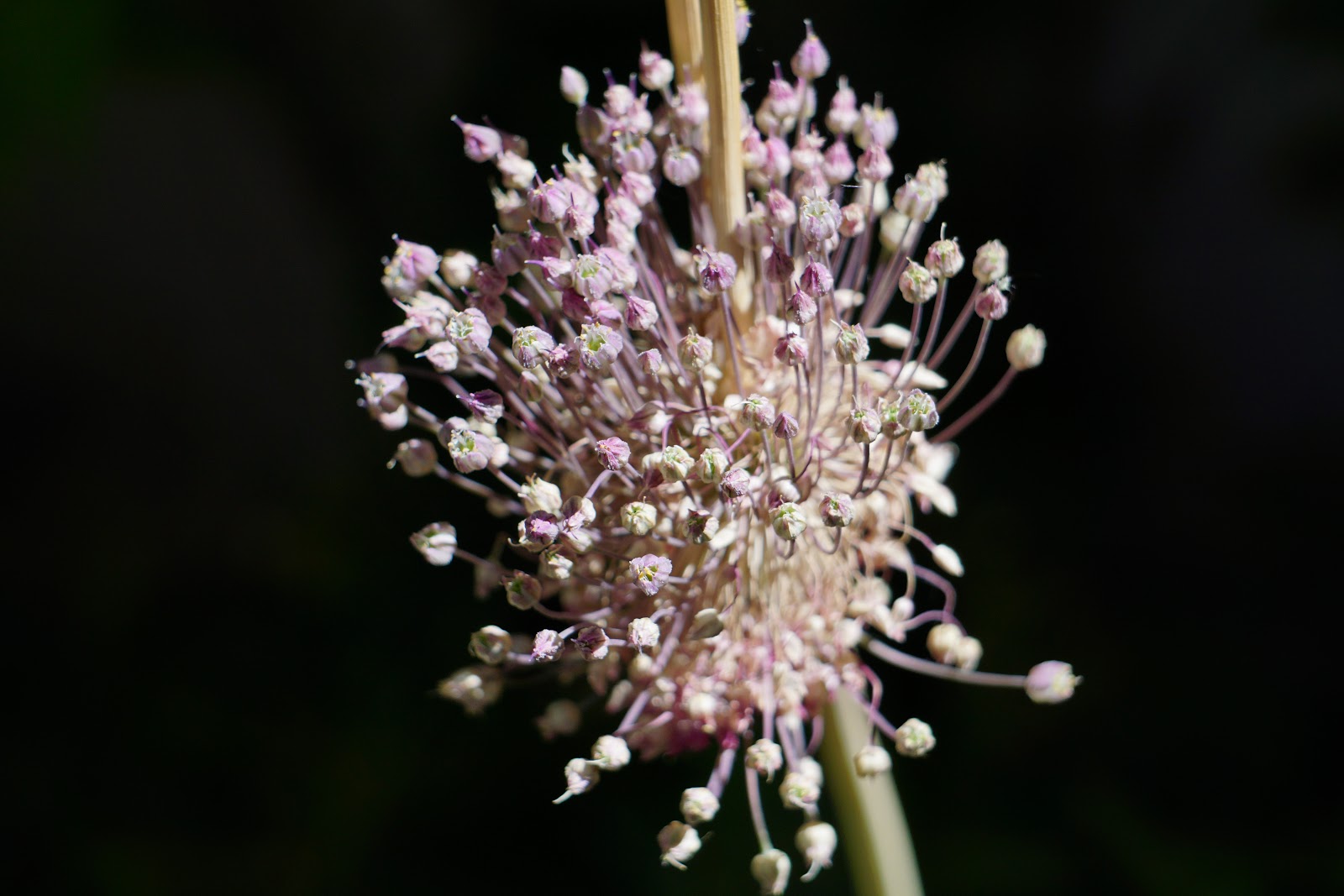 Plantas de Huerta Otea, Salamanca Ajo porro, puerro (Allium amppeloprasum)
