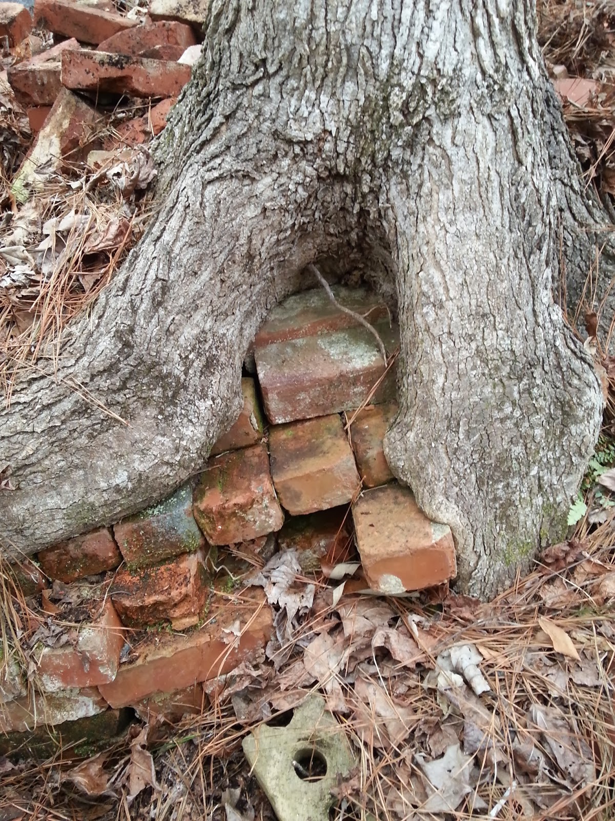 SCP Community Garden: 2013