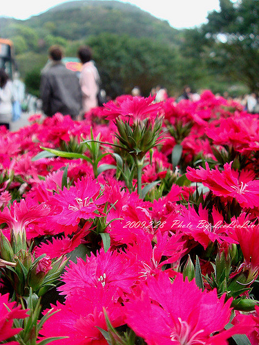 台北陽明山國家公園花季