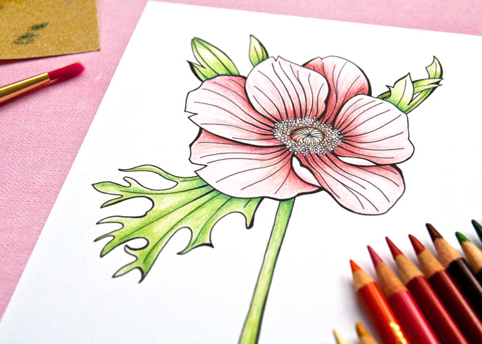 coloring an anemone flower image with a video by Kim Dellow coloring an anemone flower image with a video by Kim Dellow