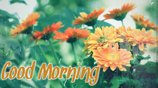 good morning good morning