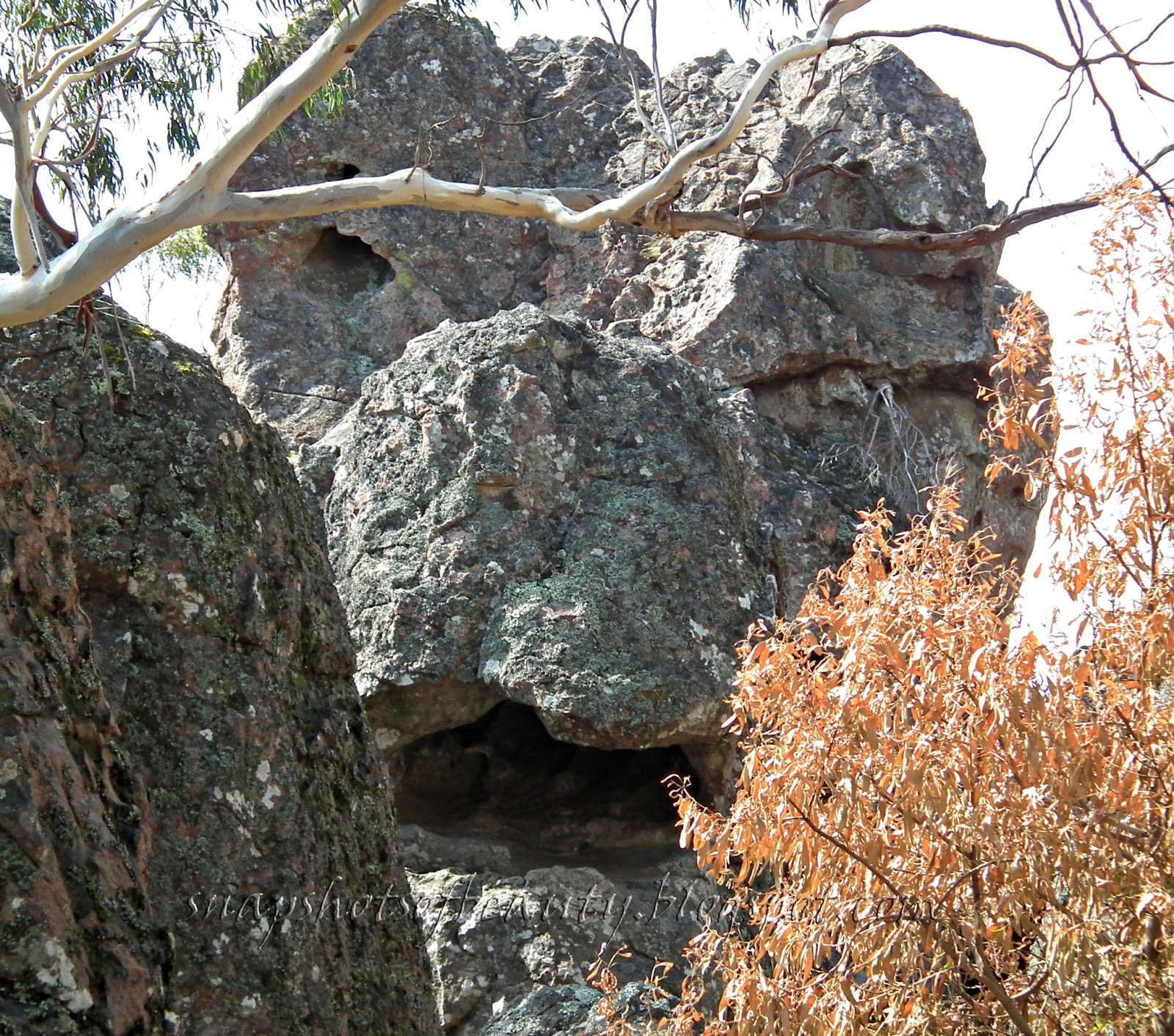 [bearded dragon winking image]