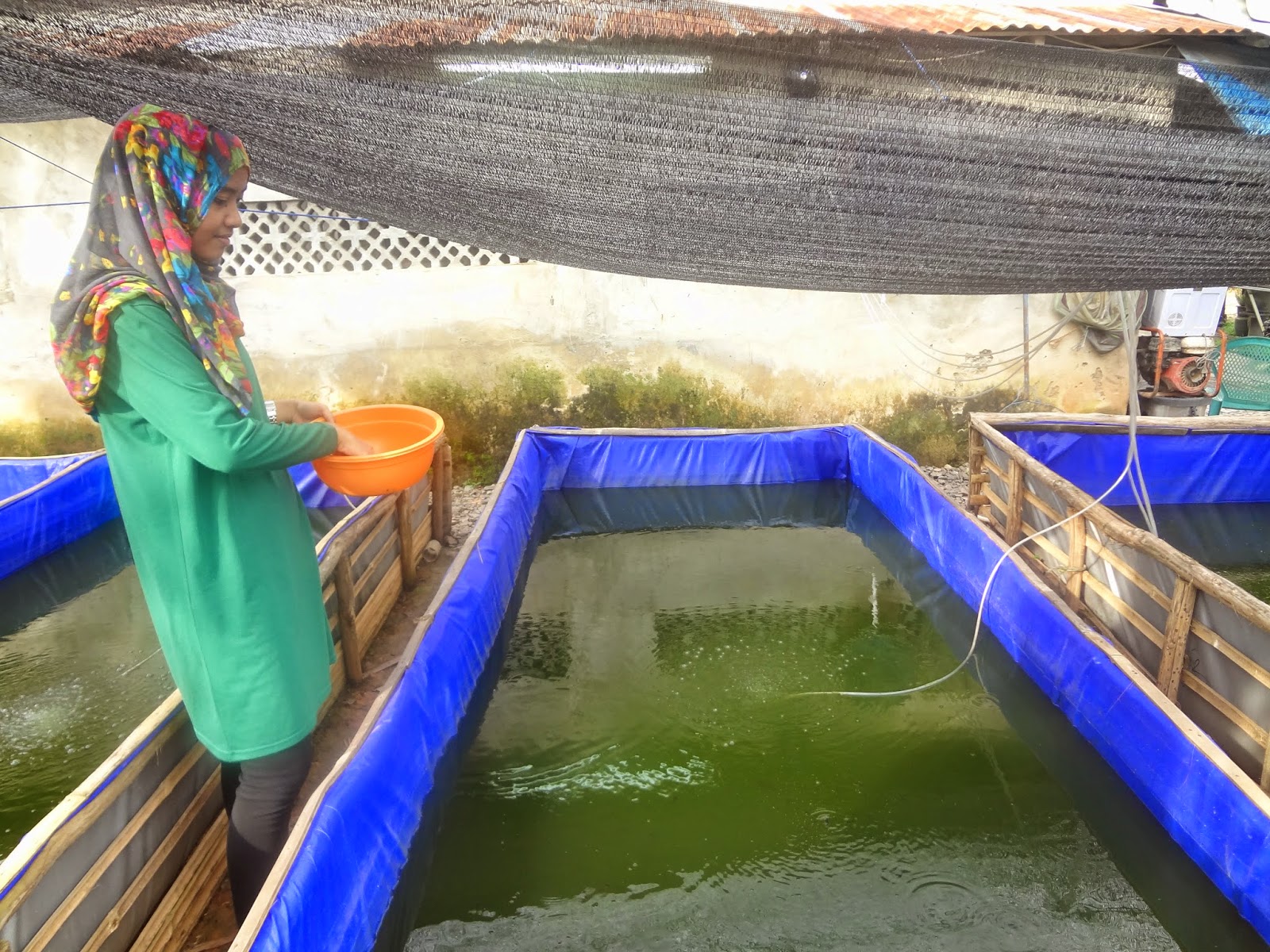 Aturan Cara Pemberian Pakan Ikan Lele Yang Baik dan Benar - Budidaya ikan