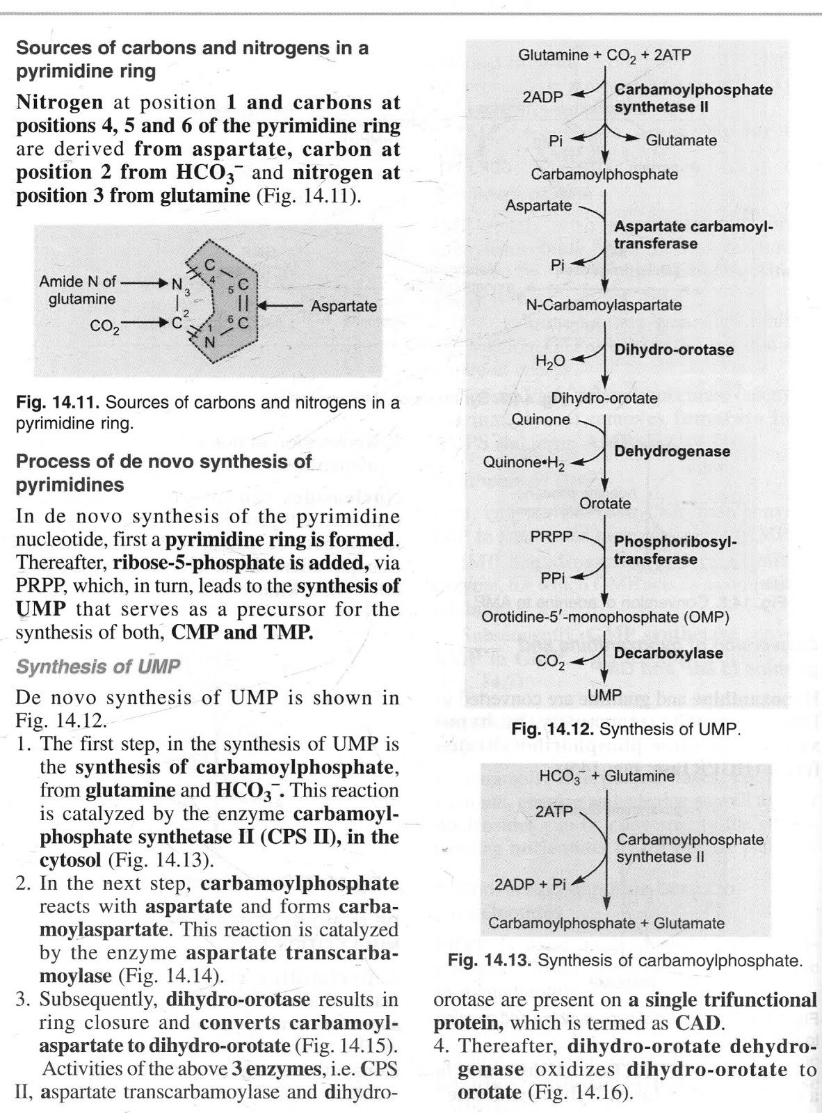 Nucleic acid metabolism and information transfer