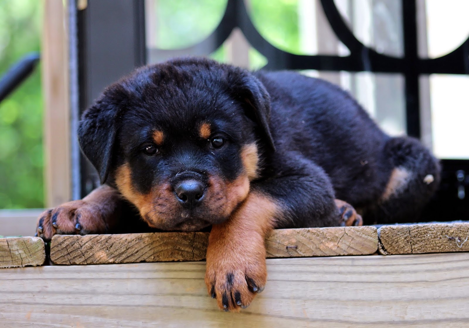Rules of the Jungle Rottweiler puppies