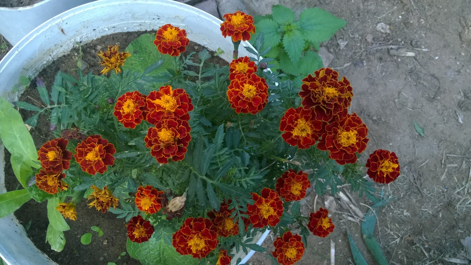 How To Grow Marigolds HOME AND GARDEN