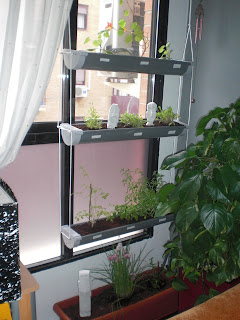 ECOBALANÇ: Haz tu propio huerto colgante en casa