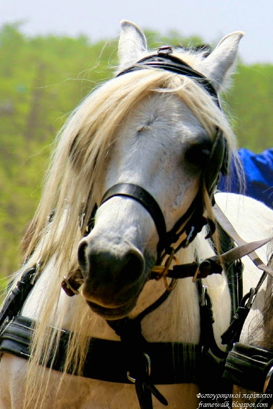 Φωτογραφικοί περίπατοι Lázár Equestrian Park Horse show