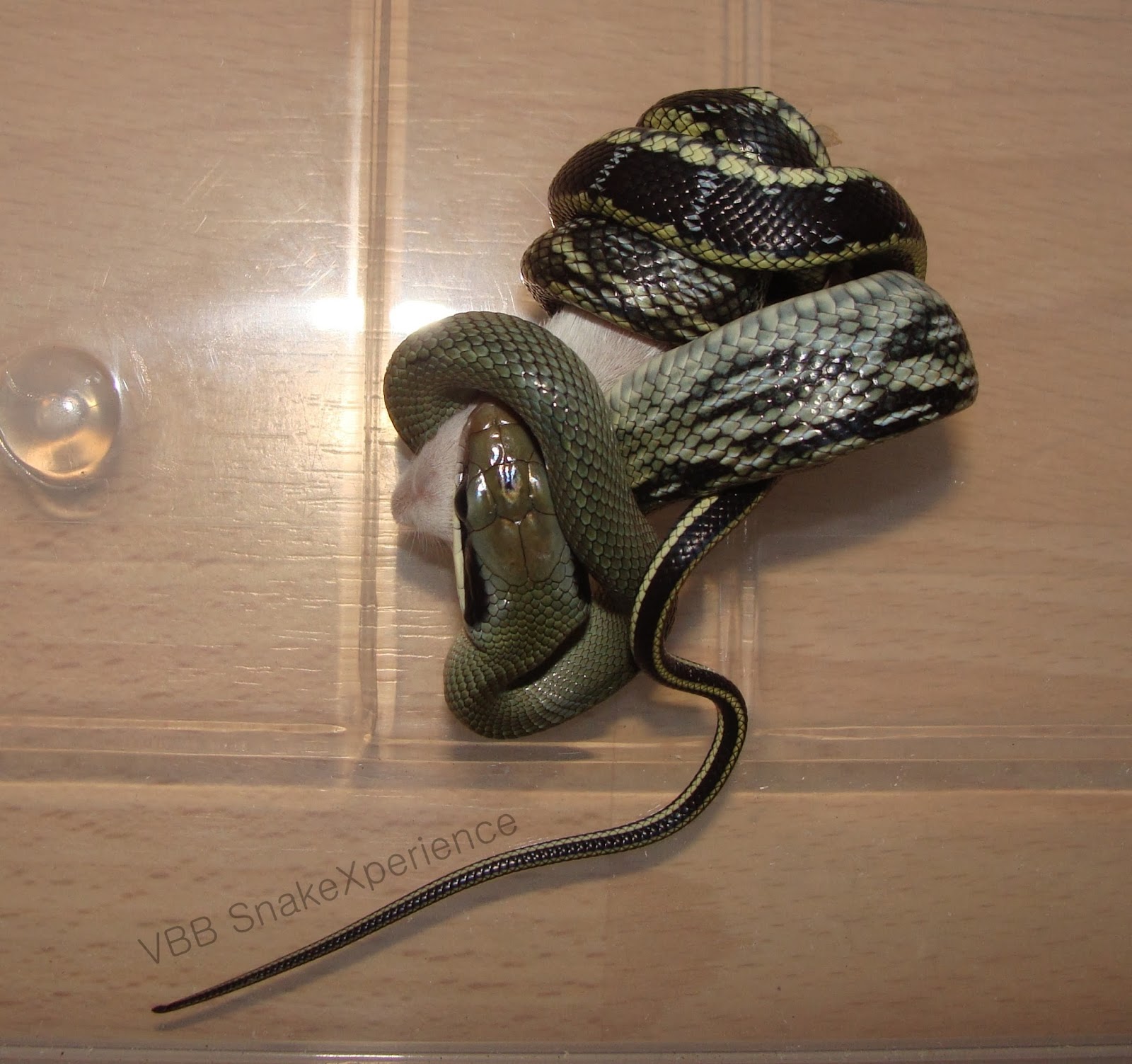 The Vietnamese Blue Beauty snake blog How to get my Vietnamese Blue