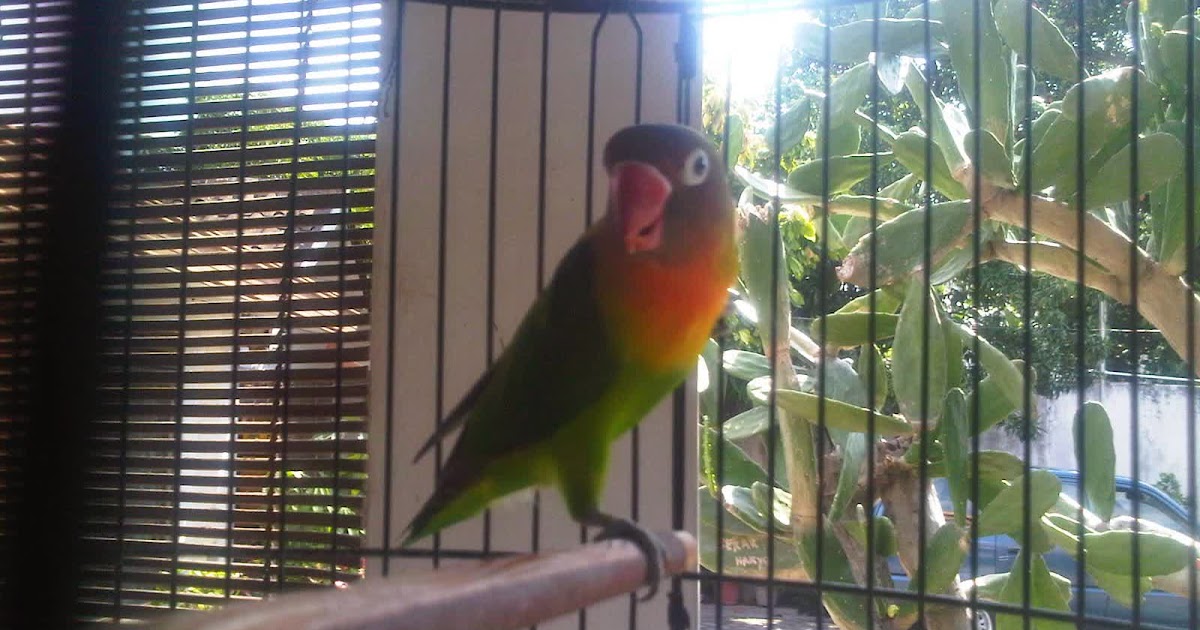 Cara Mengatasi Bulu Lovebird Yang Rontok