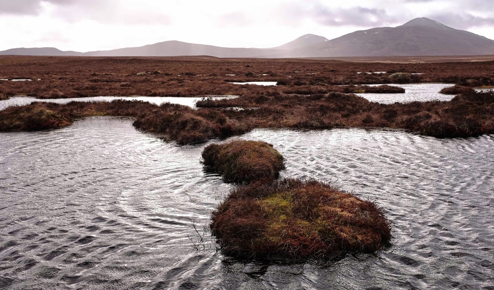 Essays and Diversions: Scotland - The Flow Country