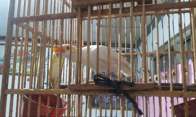 Foto Burung Beo Putih Albino Termahal Harga Rp 150 Juta Di Pasar