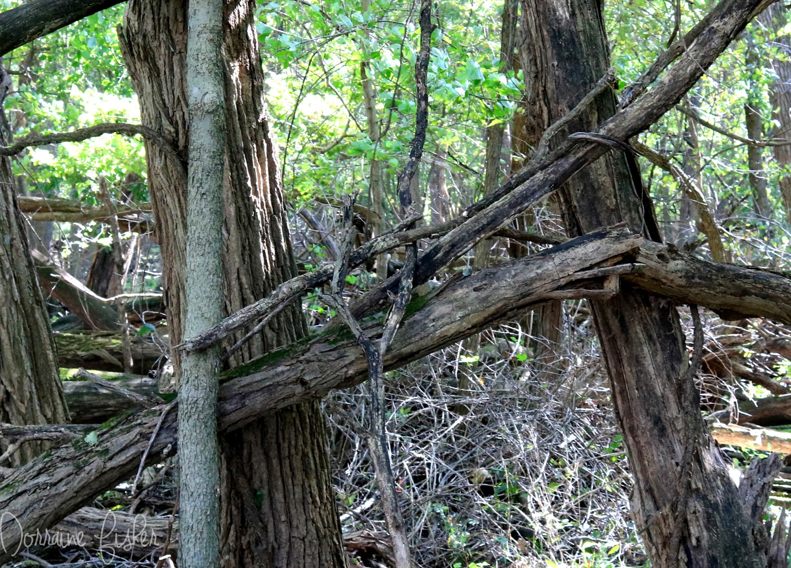 Is Bigfoot Building A Fence? The Crypto Crew