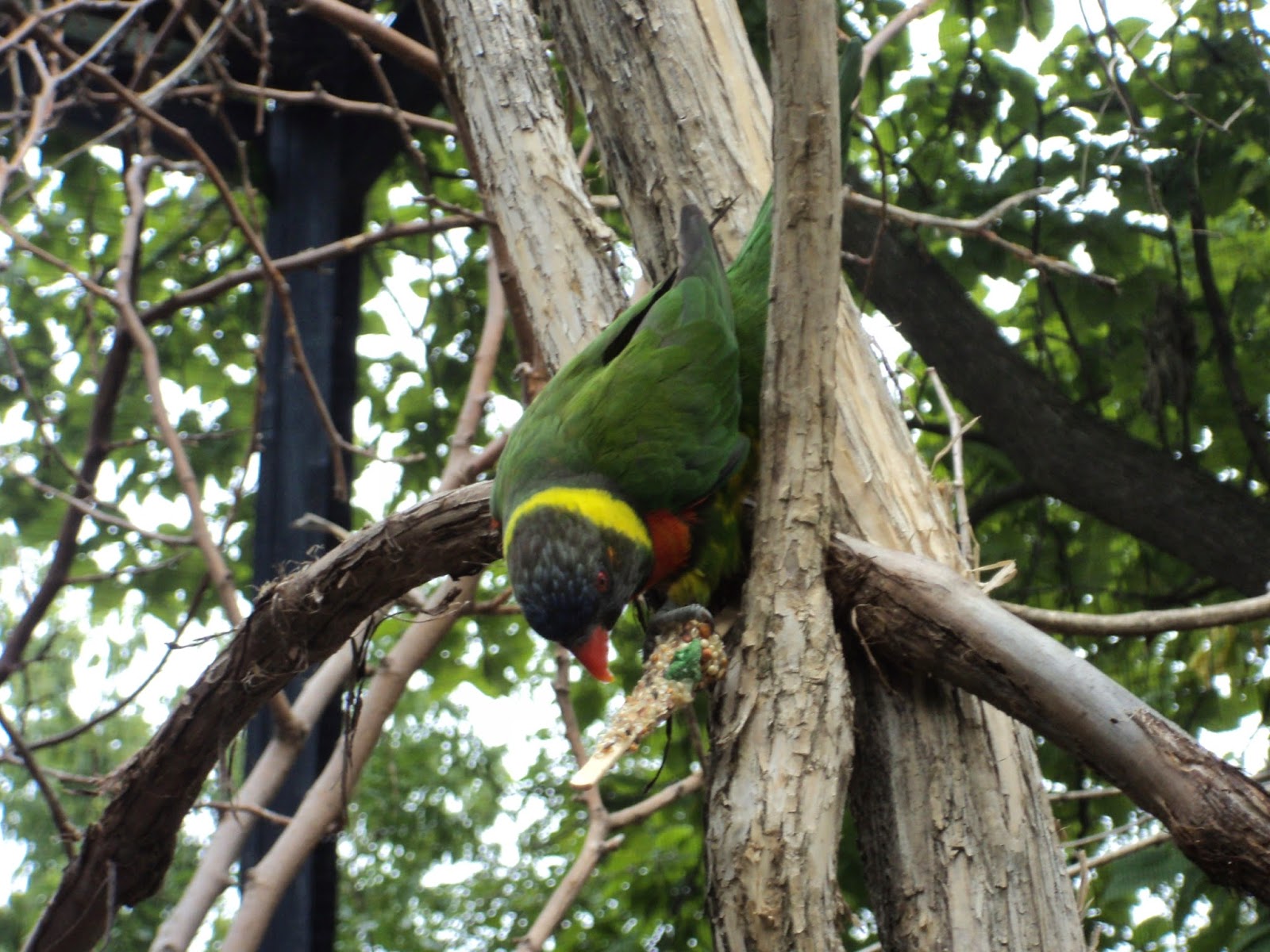 Aves WildLife Association Birds at the Cincinnati Zoo!