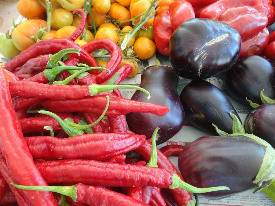 COSECHA DE PIMIENTOS LARGOS DE SECAR.