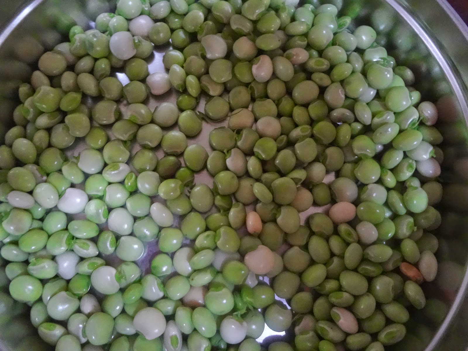 Homesteading in the tropics Pigeon Peas (Gandules)