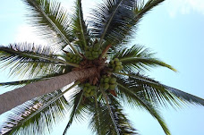 Coco Palm