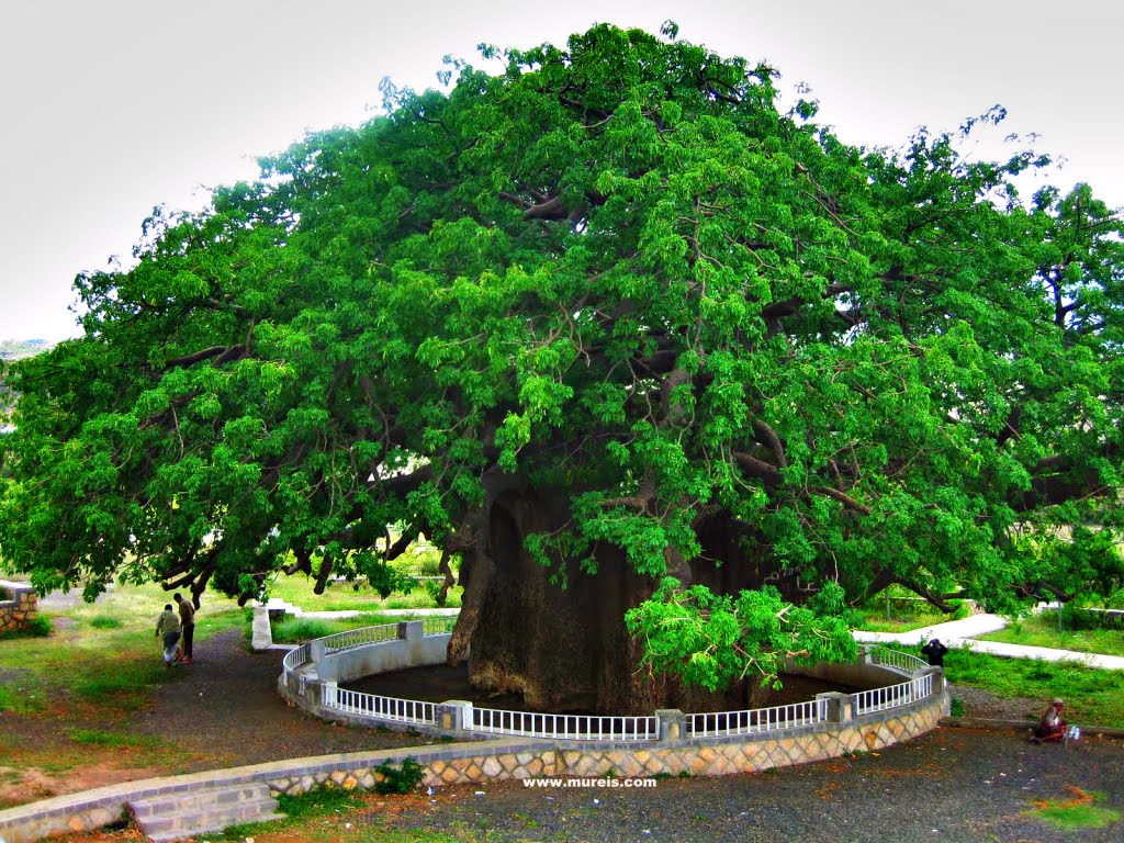 اكبر شجرة في العالم العربي