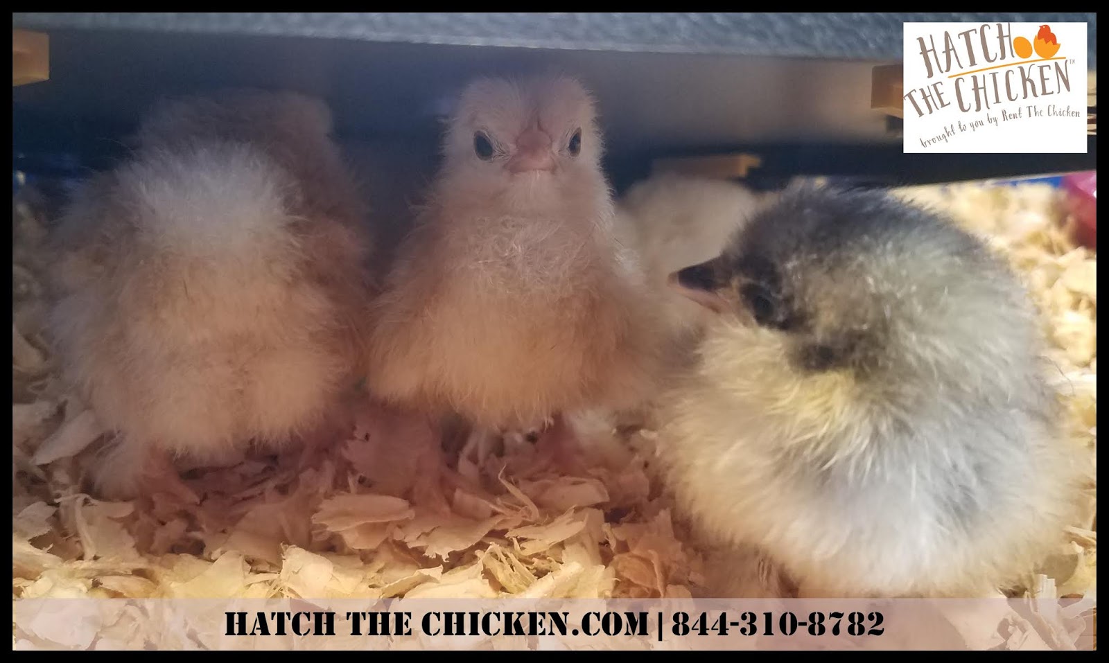 Rent The Chicken Southeastern Tennessee / Northwest Hatch