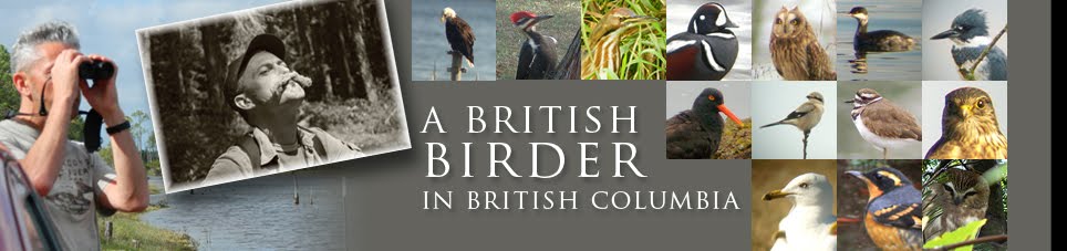 Birding Vancouver Island: A Brit birder in BC, Victoria & Nanaimo