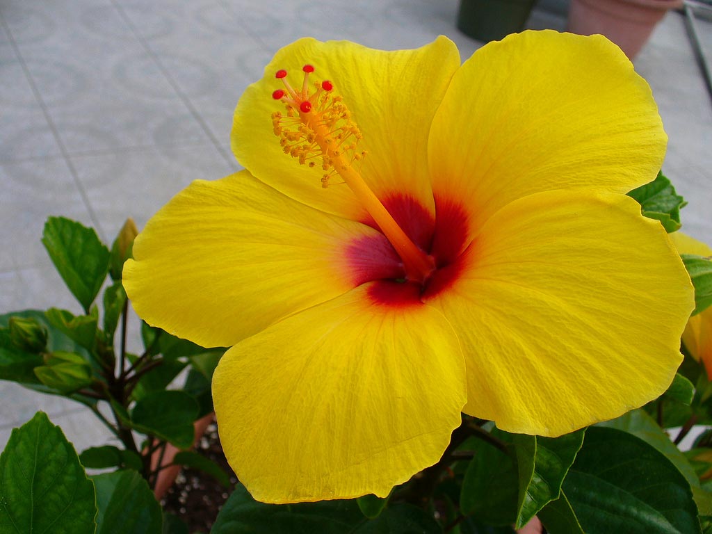 flower wallpaper big size