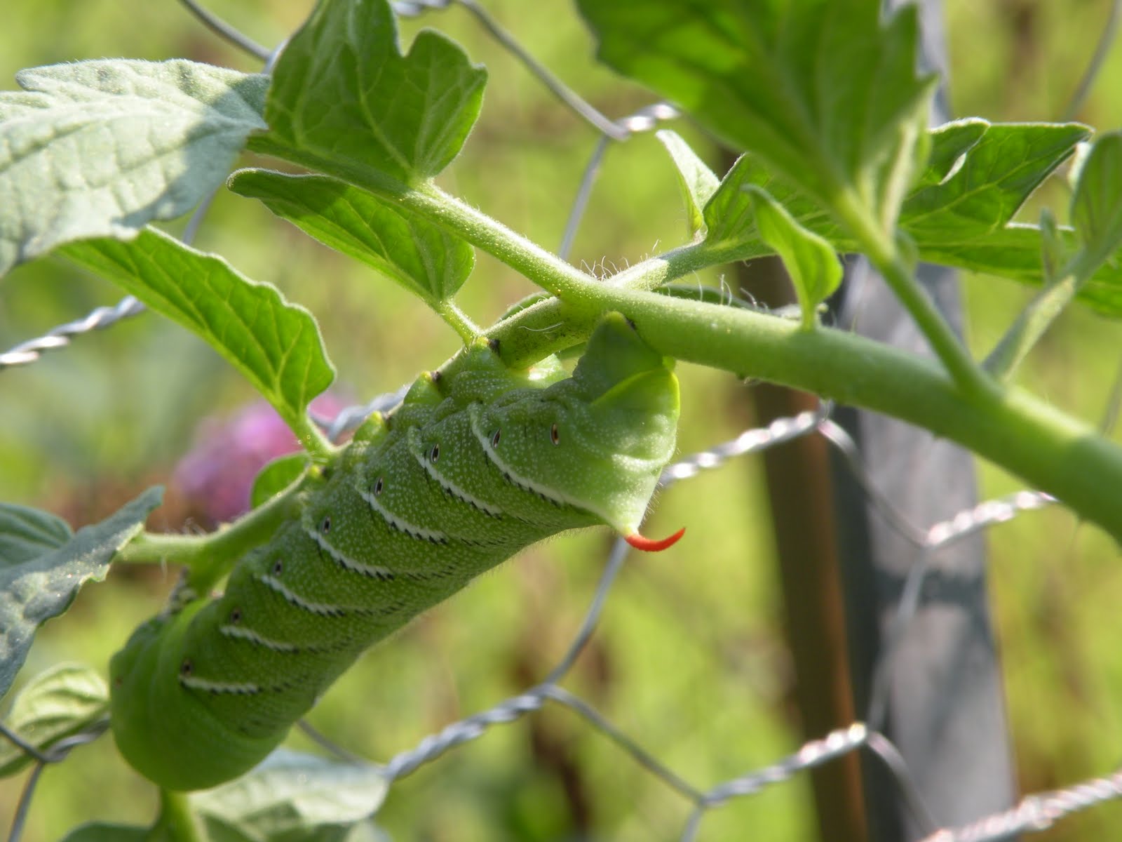Mary�s Louisiana Garden Tomato Hornworm