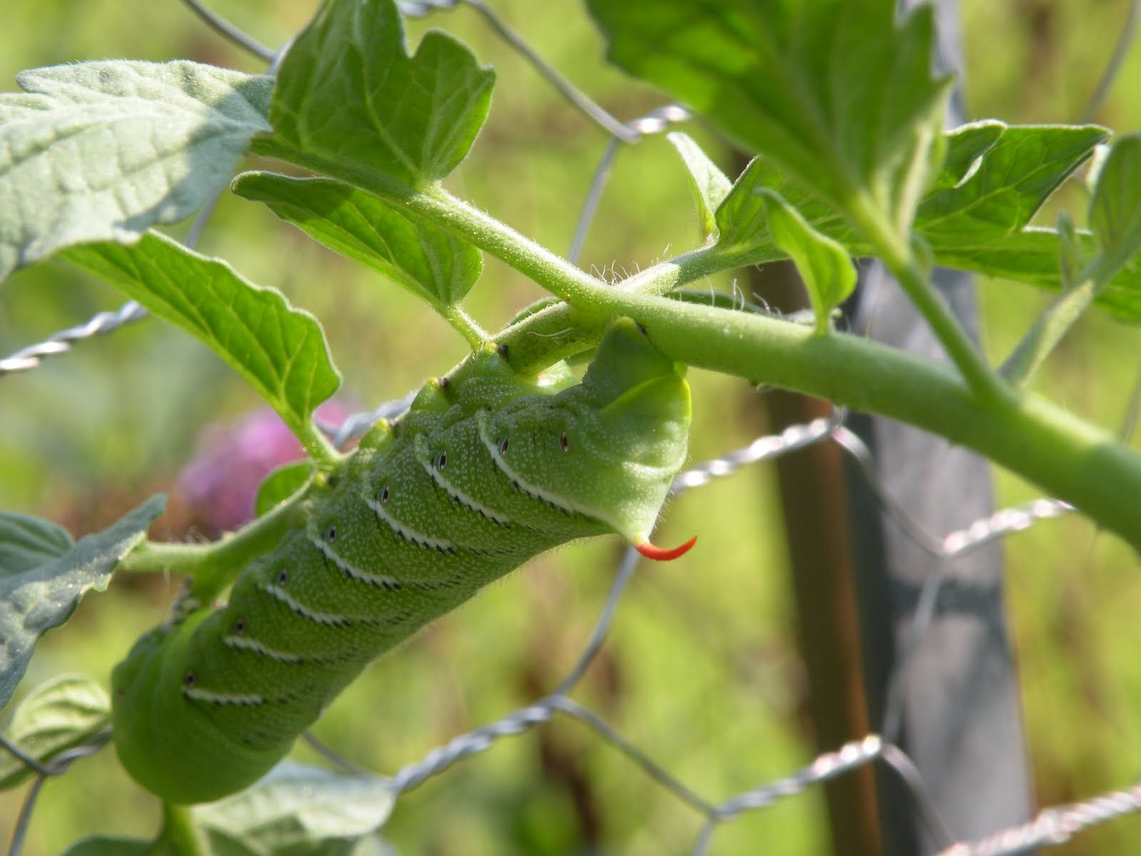 Mary S Louisiana Garden Tomato Hornworm