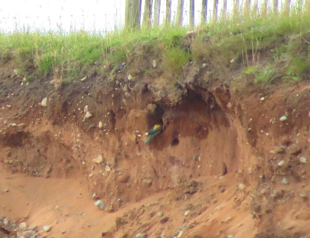 Bee-eater - Cumbria