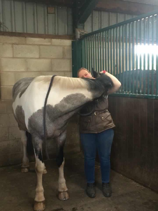 The Horse Physio How you can tell if your horse is sore through his back
