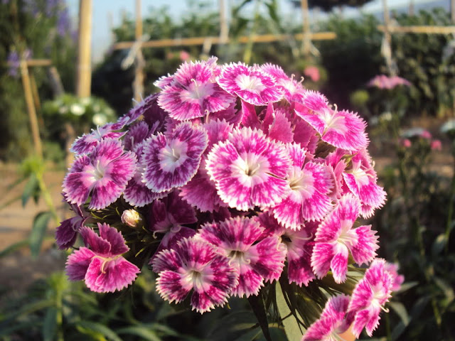 Hạt giống hoa cẩm chướng chùm