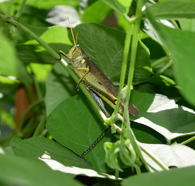 Grasshopper on the Fava Bean Bush