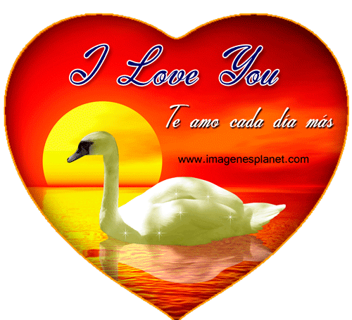 Cisnes dentro del corazon con agua animada con frases de amor