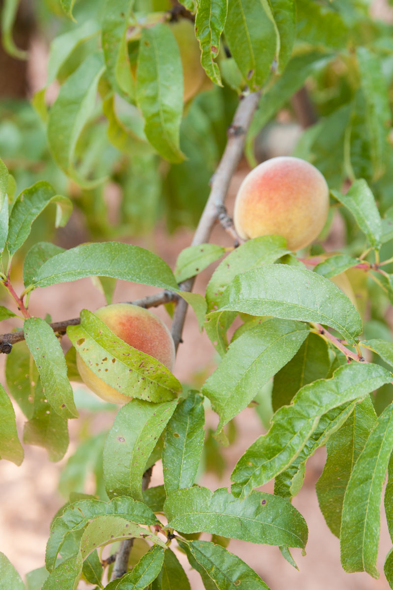 Life Through A Lens .strawberry hill farm. south carolina.