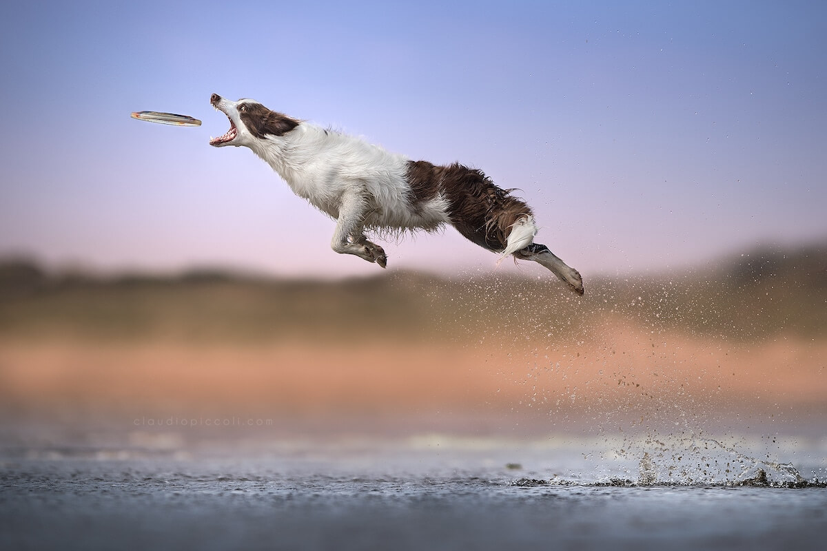Breathtaking Pictures Of Dogs Catching Frisbees In The Air