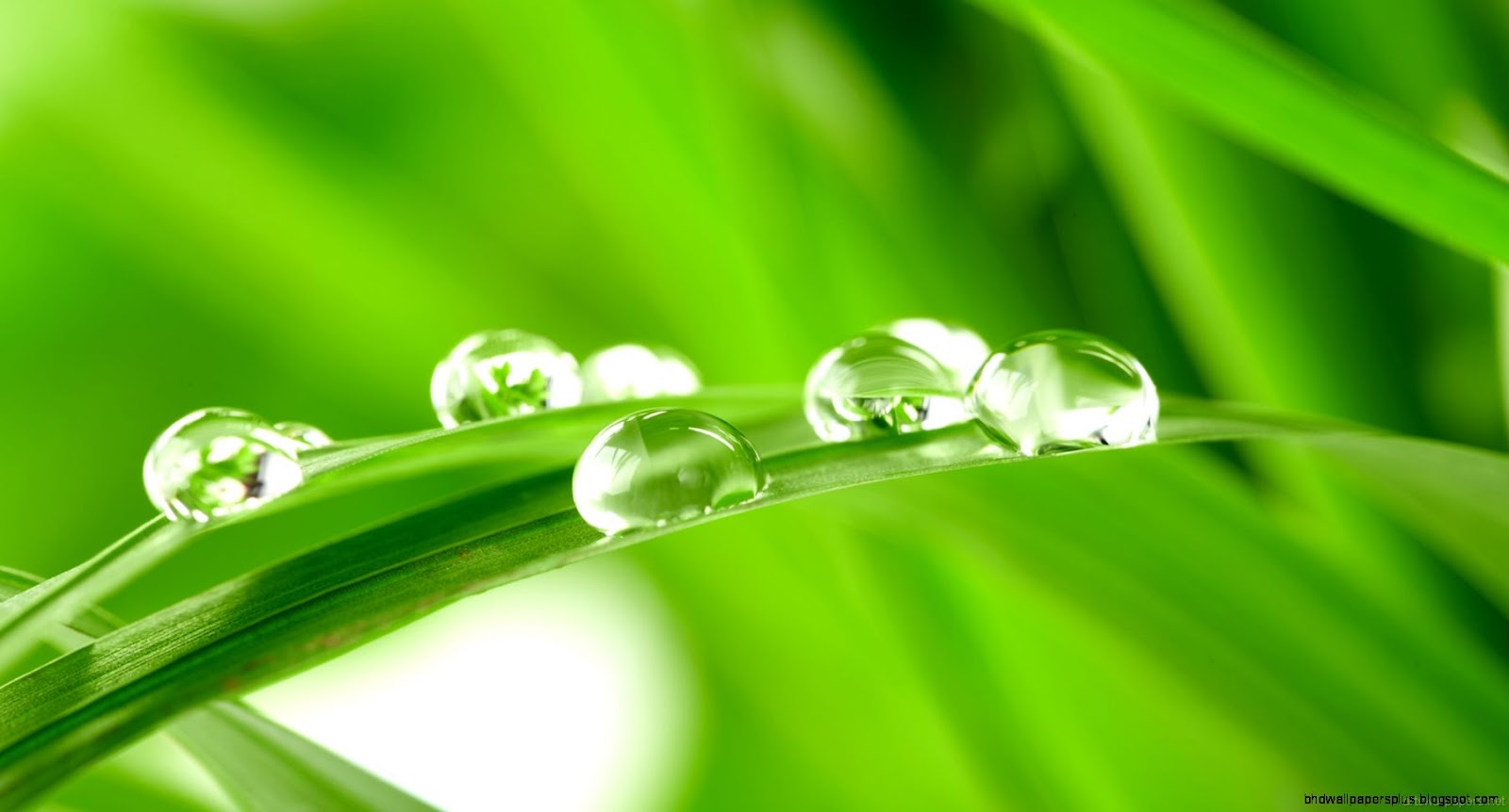 Rain On the Green Grass