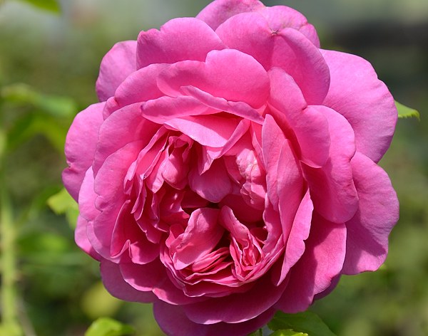 Princess Anne роза фото сорт