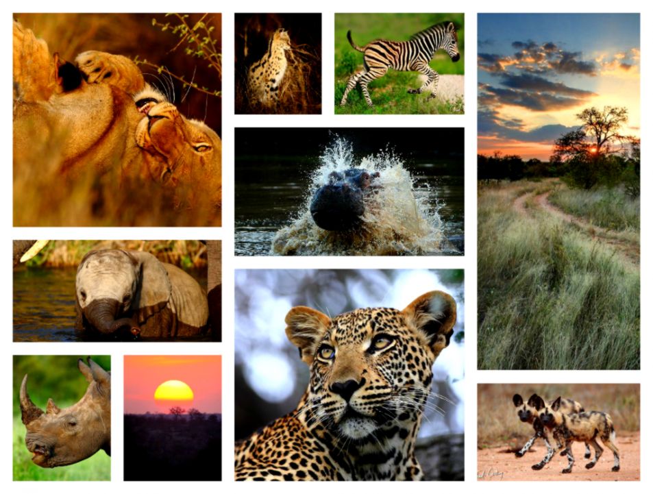 Wildlife Collage Wallpaper