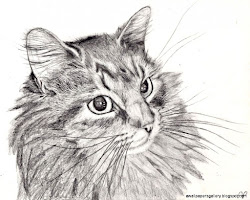 pencil cat easy drawings drawing
