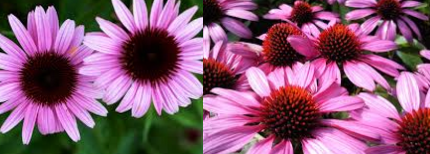 Home remedies for sebaceous cyst removal - Echinacea