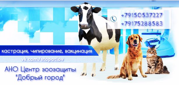 Чипирование собак оренбург. Чипирование бездомных животных. чипирование собак. визитка зоозащиты. проекты по зоозащите названия.