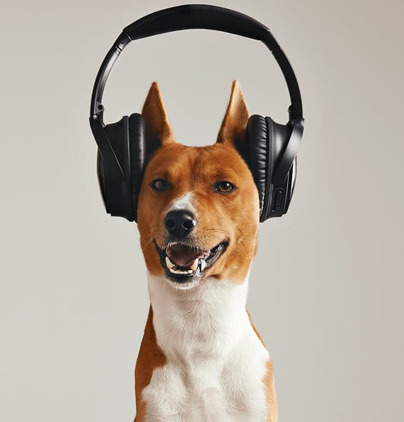 Audible for Dogs Audiobooks for Canines Australian Dog Lover