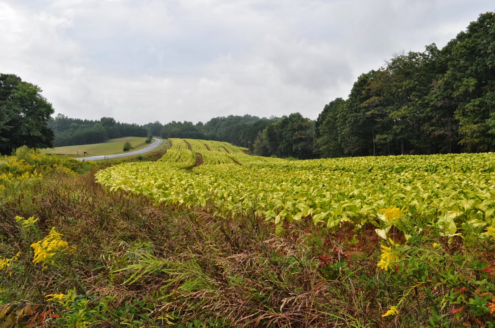 American Moment North Carolina's Tobacco Fields W/S N.C2013