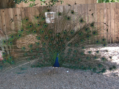 A Peacock Bird, Living From Glory To Glory Blog...