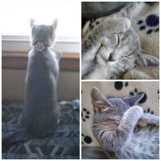 Photo collage of gray kitten sleeping- CarmaPoodale