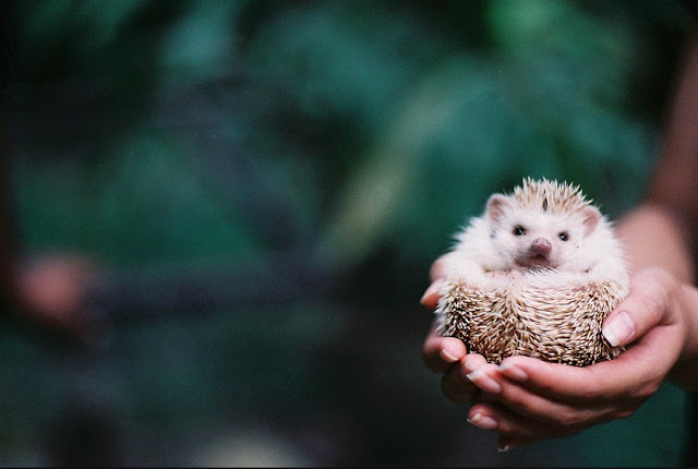 Top 45+ Những Hình Ảnh Dễ Thương Ngộ Nghĩnh & Đáng Yêu Nhất Năm